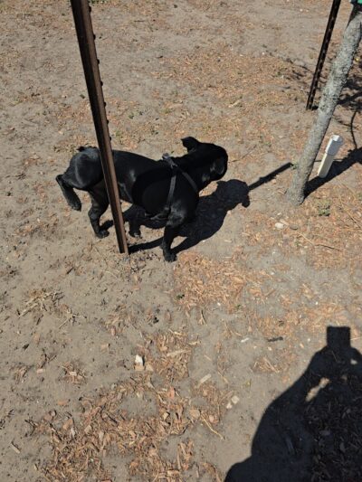 Dog Park at Love's Travel Stops - Sinton, TX