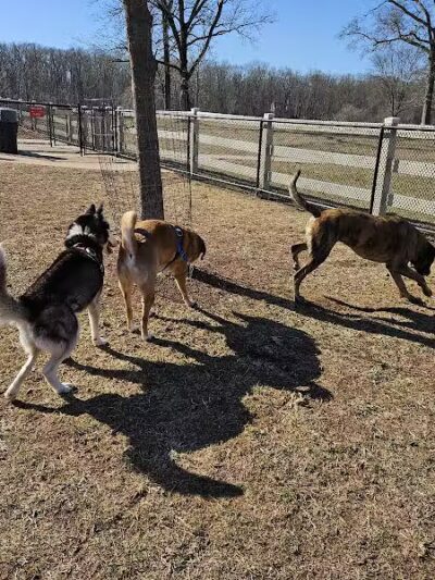 Dog Park - Skillman, NJ