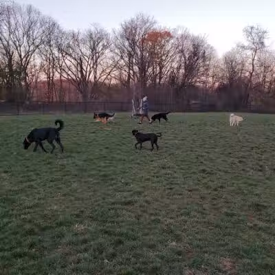 Dog Park - Skillman, NJ