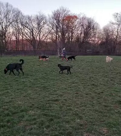 Dog Park - Skillman, NJ