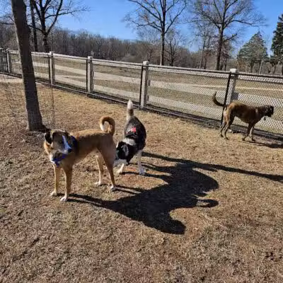 Dog Park - Skillman, NJ