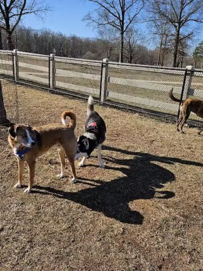 Dog Park - Skillman, NJ