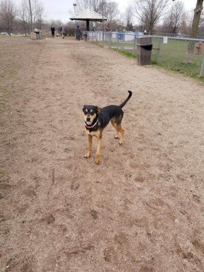 Pooch Park - Skokie, IL