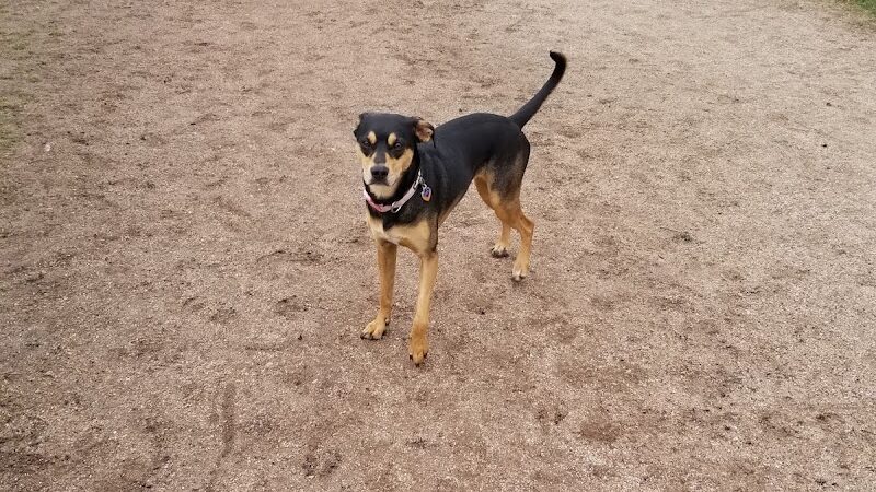 Pooch Park - Skokie, IL