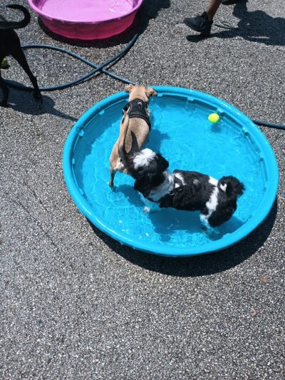 Pooch Park - Skokie, IL