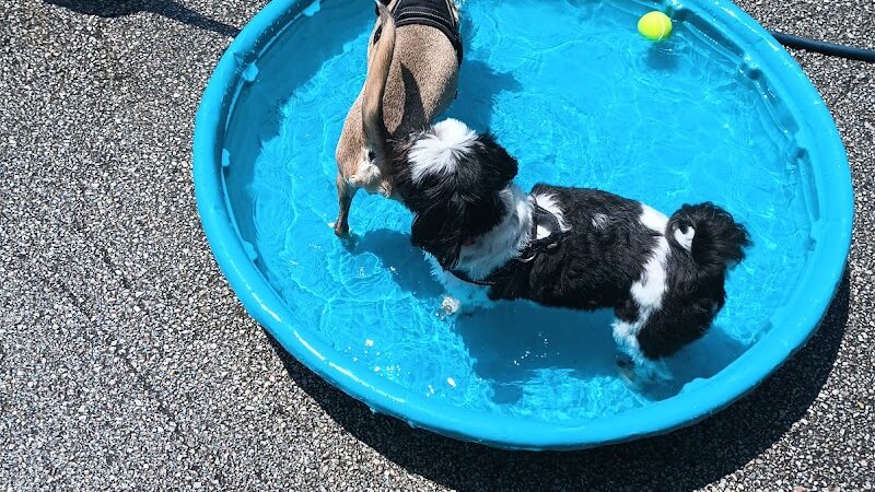 Pooch Park - Skokie, IL