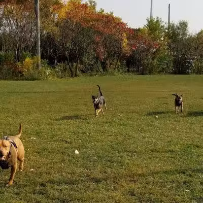 Pooch Park - Skokie, IL