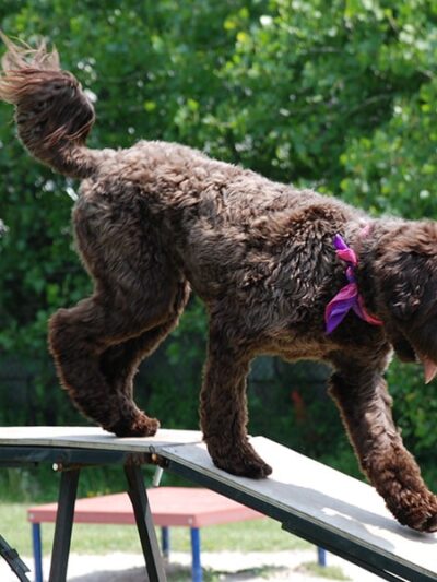 Pooch Park - Skokie, IL