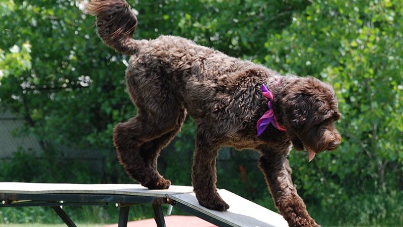 Pooch Park - Skokie, IL