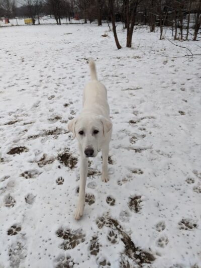 Pooch Park - Skokie, IL