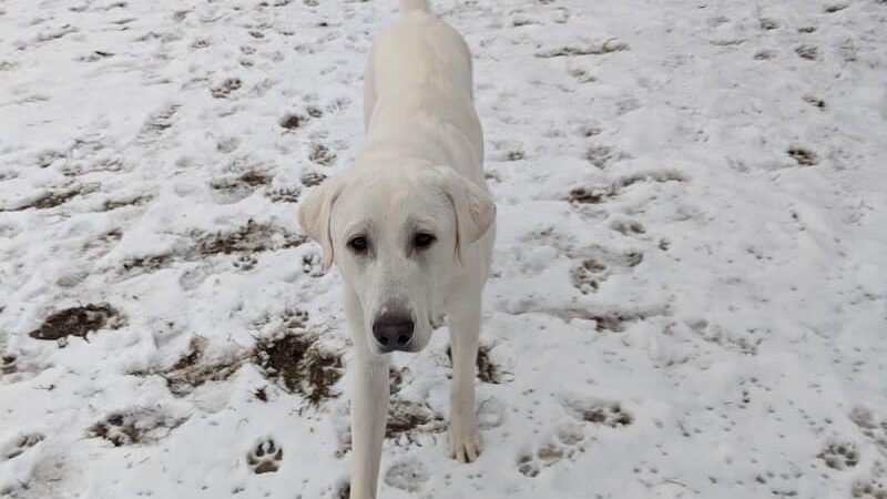 Pooch Park - Skokie, IL