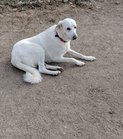 Pooch Park - Skokie, IL