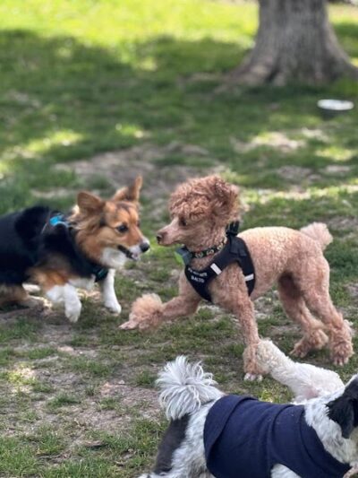 Pooch Park - Skokie, IL