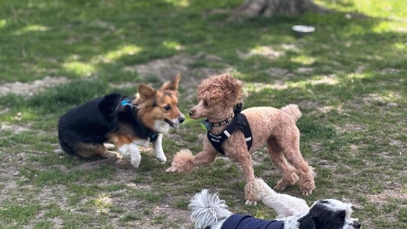 Pooch Park - Skokie, IL