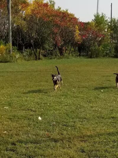 Pooch Park - Skokie, IL