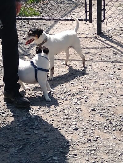 Town of Bethel Dog Park - Smallwood, NY