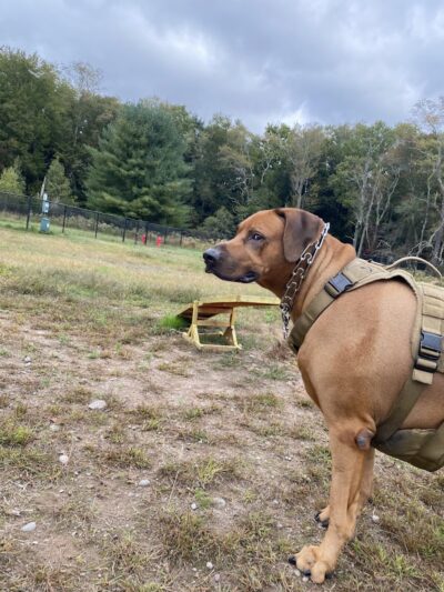 Town of Bethel Dog Park - Smallwood, NY