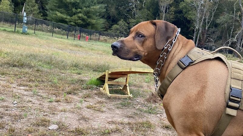 Town of Bethel Dog Park - Smallwood, NY