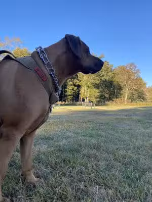 Town of Bethel Dog Park - Smallwood, NY