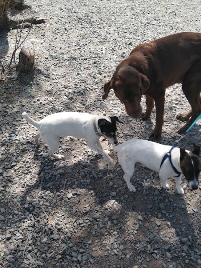 Town of Bethel Dog Park - Smallwood, NY