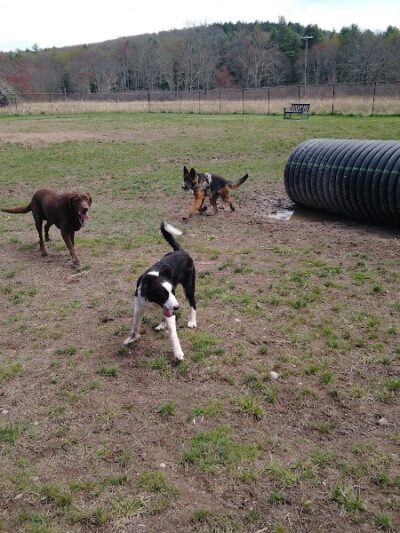 Town of Bethel Dog Park - Smallwood, NY