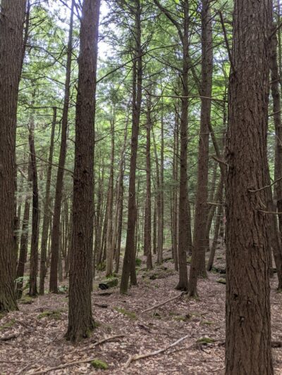 Town of Bethel Dog Park - Smallwood, NY