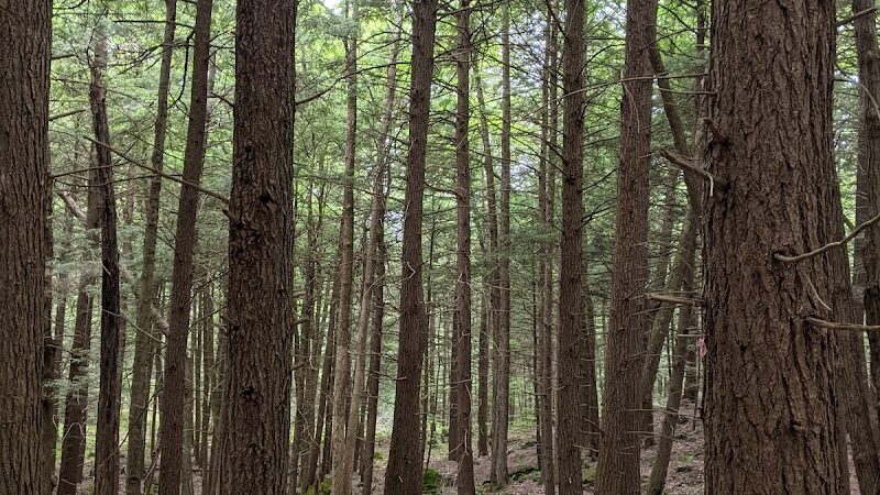 Town of Bethel Dog Park - Smallwood, NY