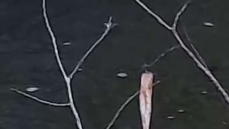 Town of Bethel Dog Park - Smallwood, NY