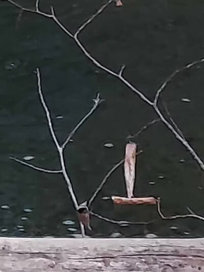 Town of Bethel Dog Park - Smallwood, NY