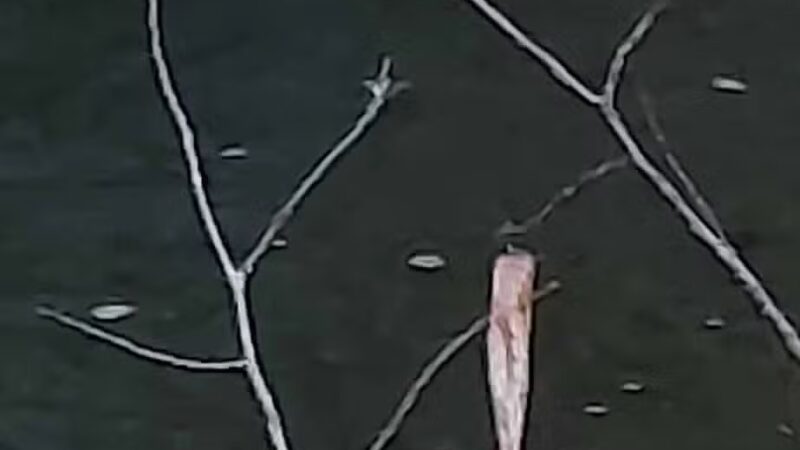 Town of Bethel Dog Park - Smallwood, NY