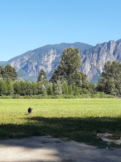 Three Forks Off-Leash Dog Park - Snoqualmie, WA