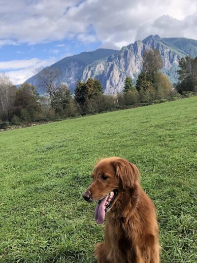 Three Forks Off-Leash Dog Park - Snoqualmie, WA