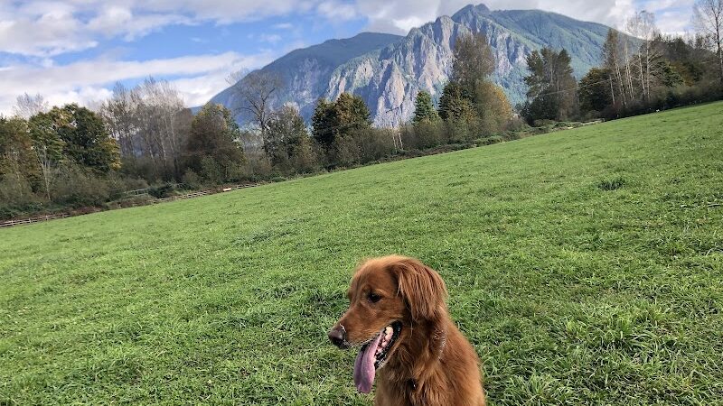 Three Forks Off-Leash Dog Park - Snoqualmie, WA