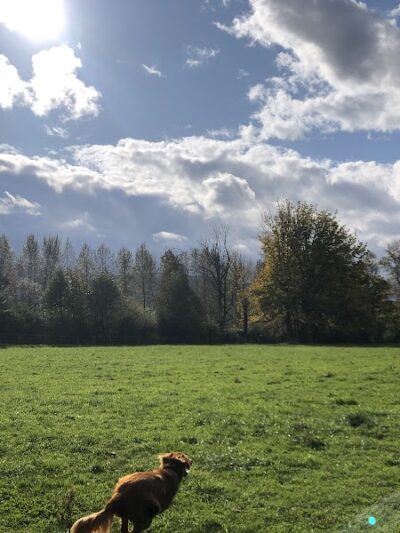 Three Forks Off-Leash Dog Park - Snoqualmie, WA
