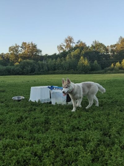 Three Forks Off-Leash Dog Park - Snoqualmie, WA
