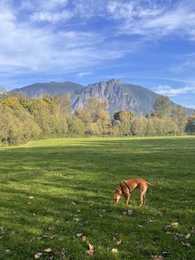Three Forks Off-Leash Dog Park - Snoqualmie, WA