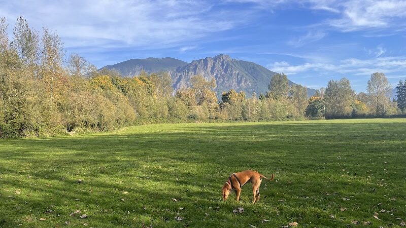 Three Forks Off-Leash Dog Park - Snoqualmie, WA