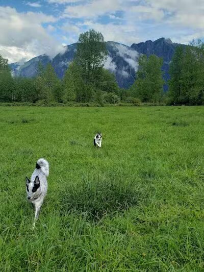 Three Forks Off-Leash Dog Park - Snoqualmie, WA