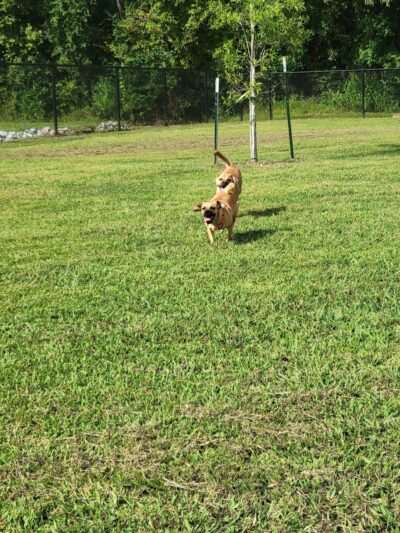 Soddy-Daisy Dog Park - Soddy-Daisy, TN