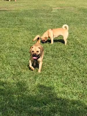 Soddy-Daisy Dog Park - Soddy-Daisy, TN