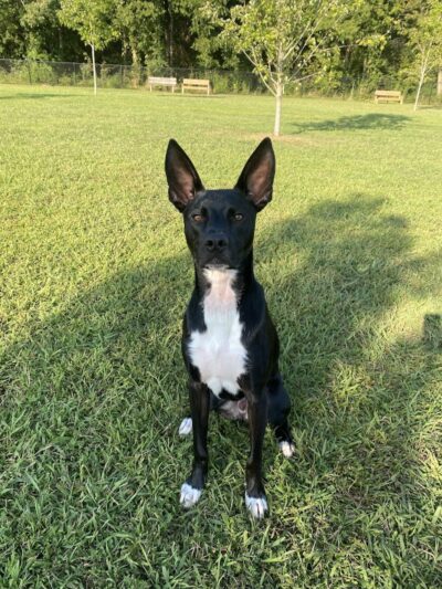 Soddy-Daisy Dog Park - Soddy-Daisy, TN