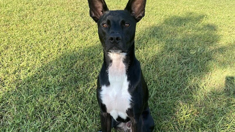 Soddy-Daisy Dog Park - Soddy-Daisy, TN