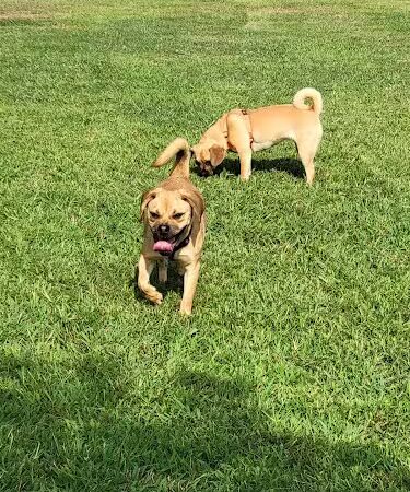 Soddy-Daisy Dog Park - Soddy-Daisy, TN