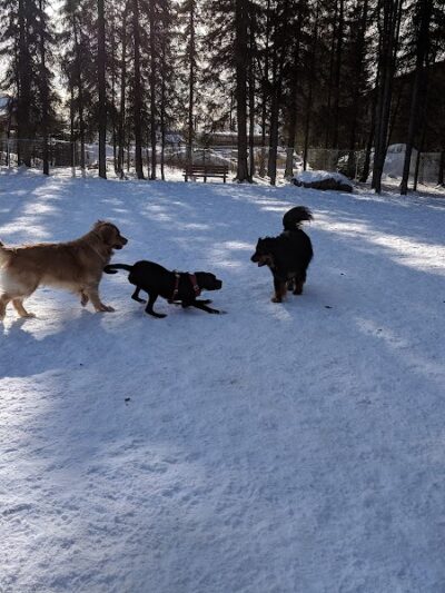 3 Friends Dog Park - Soldotna, AK