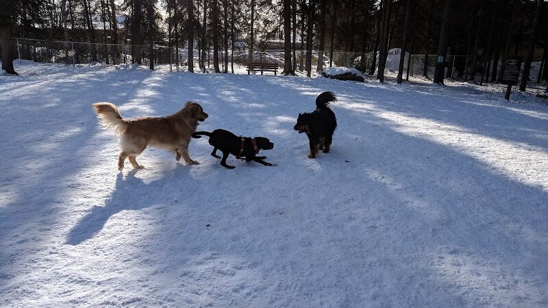 3 Friends Dog Park - Soldotna, AK