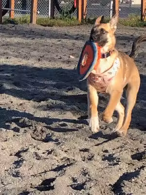 3 Friends Dog Park - Soldotna, AK