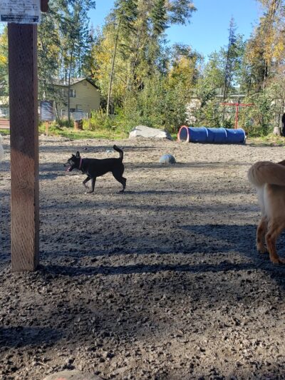 3 Friends Dog Park - Soldotna, AK
