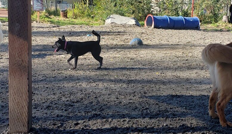 3 Friends Dog Park - Soldotna, AK