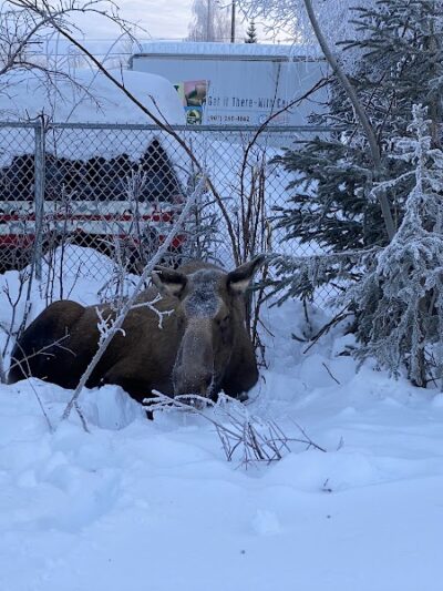 3 Friends Dog Park - Soldotna, AK