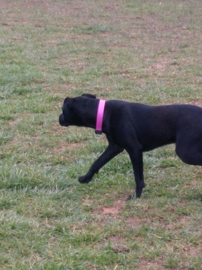 Huffaker's Willow Dog Park - Somerset, KY